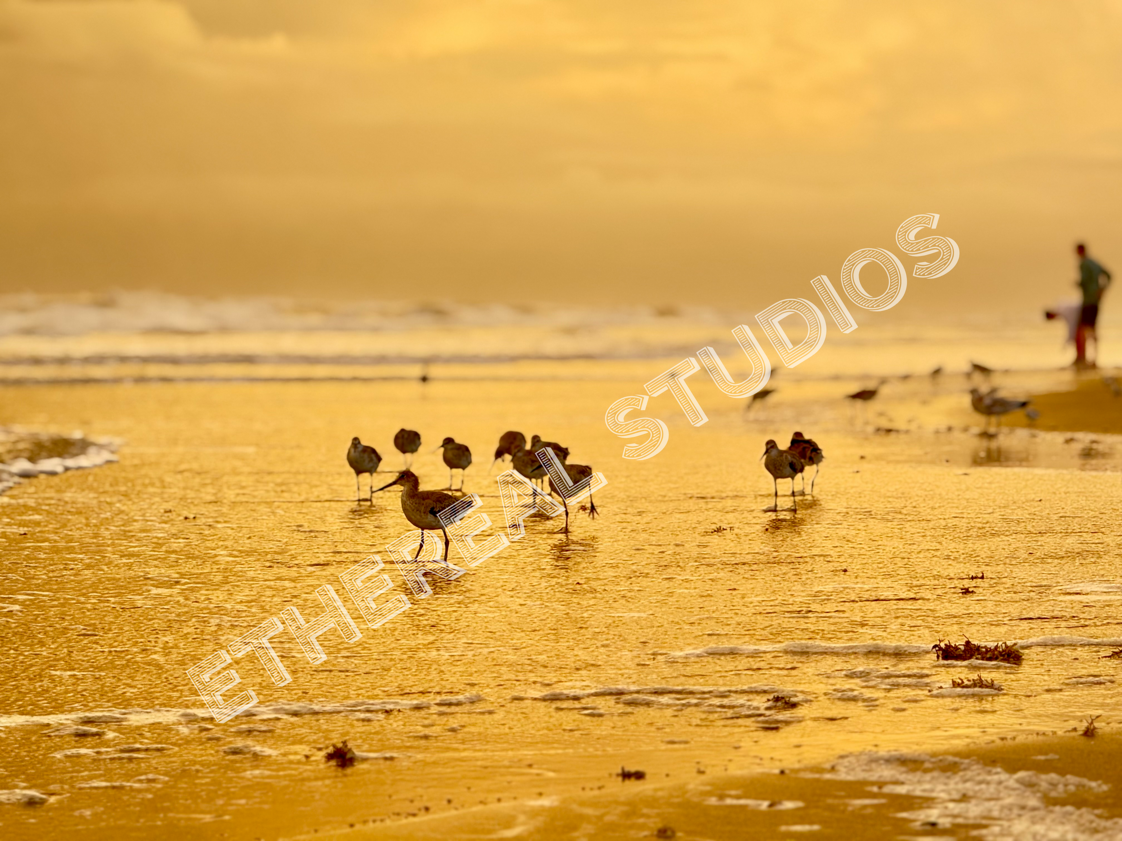 Willets at the Beach